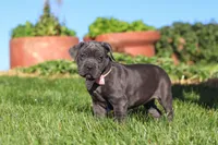 Akira, a female Cane Corso for sale in Sugarcreek, OH – 4 of 10