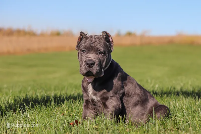 Juno (Cropped Ears) – Cane Corso puppy for sale in Sugarcreek, OH