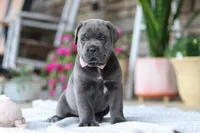 Zola, a female Cane Corso for sale in Sugarcreek, OH – 9 of 10