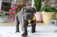Hunter, a male Cane Corso for sale in Sugarcreek, OH – 6 of 10