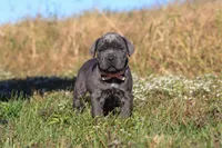 Echo, a female Cane Corso for sale in Sugarcreek, OH – 2 of 10