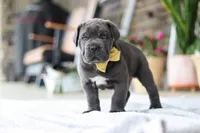 Hunter, a male Cane Corso for sale in Sugarcreek, OH – 7 of 10