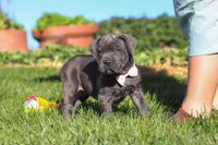 Akira, a female Cane Corso for sale in Sugarcreek, OH – 2 of 10