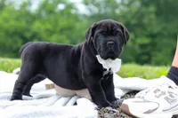 Jade, a female Cane Corso for sale in Sugarcreek, OH – 3 of 10