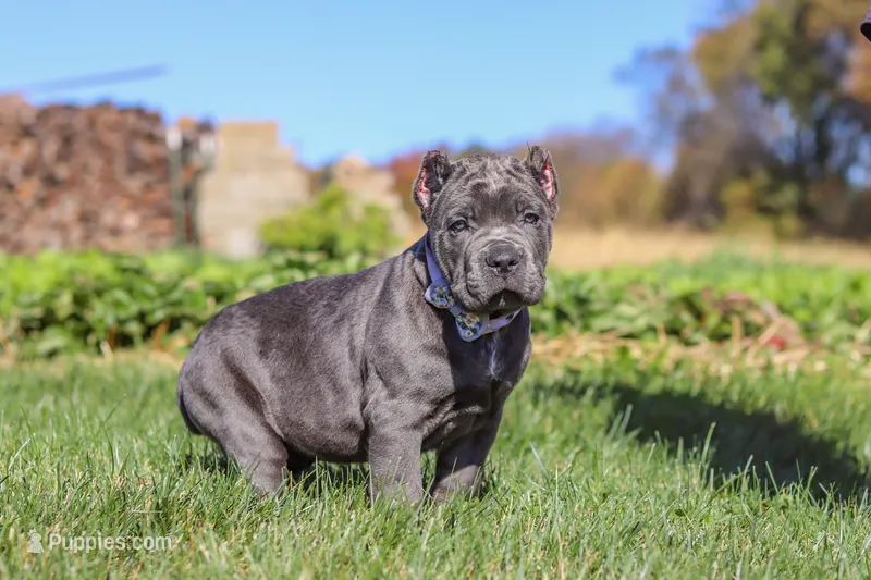 Echo (Cropped Ears) – Cane Corso puppy for sale in Sugarcreek, OH