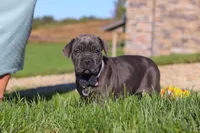Sheba, a female Cane Corso for sale in Sugarcreek, OH – 3 of 10