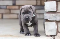 Tyson, a male Cane Corso for sale in Sugarcreek, OH – 1 of 10