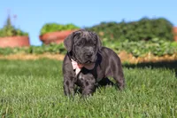 Juno, a female Cane Corso for sale in Sugarcreek, OH – 8 of 10