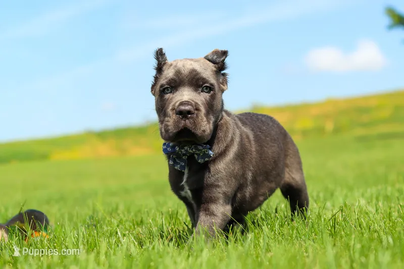 Tyson – Cane Corso puppy for sale in Sugarcreek, OH