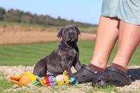 Sheba, a female Cane Corso for sale in Sugarcreek, OH – 8 of 10