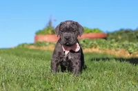 Juno, a female Cane Corso for sale in Sugarcreek, OH – 4 of 10