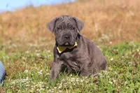 Adonis, a male Cane Corso for sale in Sugarcreek, OH – 2 of 10