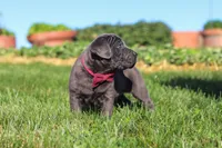 Koda, a male Cane Corso for sale in Sugarcreek, OH – 5 of 10
