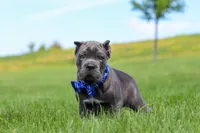Barrett, a male Cane Corso for sale in Sugarcreek, OH – 6 of 10