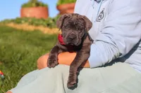 Koda, a male Cane Corso for sale in Sugarcreek, OH – 1 of 10