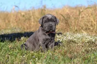 Echo, a female Cane Corso for sale in Sugarcreek, OH – 7 of 10