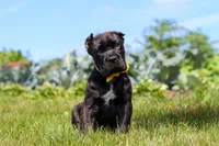 Shadow, a male Cane Corso for sale in Sugarcreek, OH – 3 of 10
