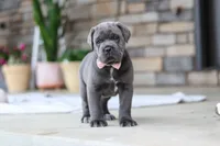 Zola, a female Cane Corso for sale in Sugarcreek, OH – 8 of 10