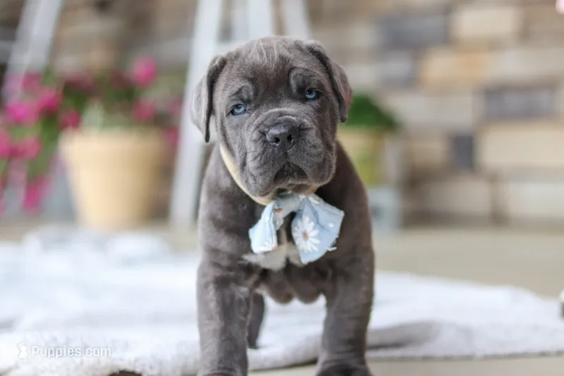 Barrett – Cane Corso puppy for sale in Sugarcreek, OH
