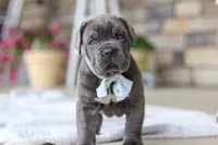 Barrett, a male Cane Corso for sale in Sugarcreek, OH – 1 of 10