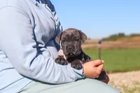 Sheba, a female Cane Corso for sale in Sugarcreek, OH – 4 of 10