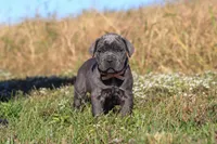 Echo, a female Cane Corso for sale in Sugarcreek, OH – 8 of 10