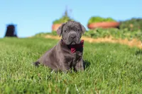 Koda, a male Cane Corso for sale in Sugarcreek, OH – 9 of 10
