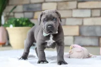 Tyson, a male Cane Corso for sale in Sugarcreek, OH – 3 of 10