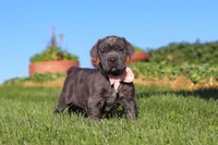 Juno, a female Cane Corso for sale in Sugarcreek, OH – 5 of 10