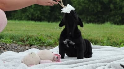 Jade, a female Cane Corso for sale in Sugarcreek, OH – 10 of 10