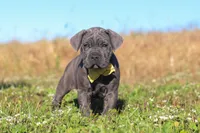 Adonis, a male Cane Corso for sale in Sugarcreek, OH – 3 of 10