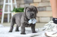 Barrett, a male Cane Corso for sale in Sugarcreek, OH – 3 of 10