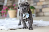 Barrett, a male Cane Corso for sale in Sugarcreek, OH – 4 of 10