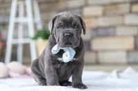 Barrett, a male Cane Corso for sale in Sugarcreek, OH – 2 of 10
