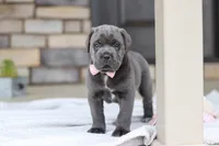Zola, a female Cane Corso for sale in Sugarcreek, OH – 3 of 10