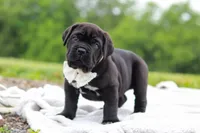 Jade, a female Cane Corso for sale in Sugarcreek, OH – 5 of 10
