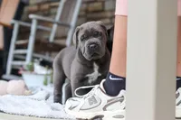 Tyson, a male Cane Corso for sale in Sugarcreek, OH – 9 of 10