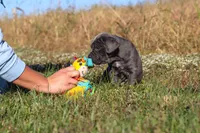 Echo, a female Cane Corso for sale in Sugarcreek, OH – 6 of 10