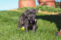 Akira, a female Cane Corso for sale in Sugarcreek, OH – 5 of 10