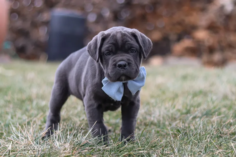 Archie – Cane Corso puppy on hold in Sugarcreek, OH