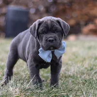 Archie, a male Cane Corso for sale in Sugarcreek, OH – 1 of 7