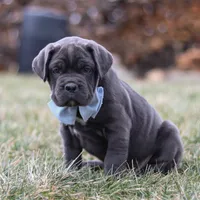 Archie, a male Cane Corso for sale in Sugarcreek, OH – 4 of 7