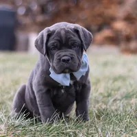 Archie, a male Cane Corso for sale in Sugarcreek, OH – 2 of 7