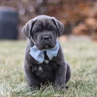 Archie, a male Cane Corso for sale in Sugarcreek, OH – 3 of 7