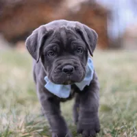 Archie, a male Cane Corso for sale in Sugarcreek, OH – 5 of 7