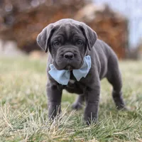 Archie, a male Cane Corso for sale in Sugarcreek, OH – 7 of 7