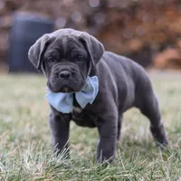 Archie, a male Cane Corso for sale in Sugarcreek, OH – 6 of 7