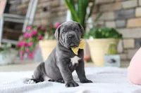Hunter, a male Cane Corso for sale in Sugarcreek, OH – 2 of 10