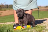 Diego, a male Cane Corso for sale in Sugarcreek, OH – 8 of 10