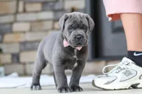 Zola, a female Cane Corso for sale in Sugarcreek, OH – 5 of 10